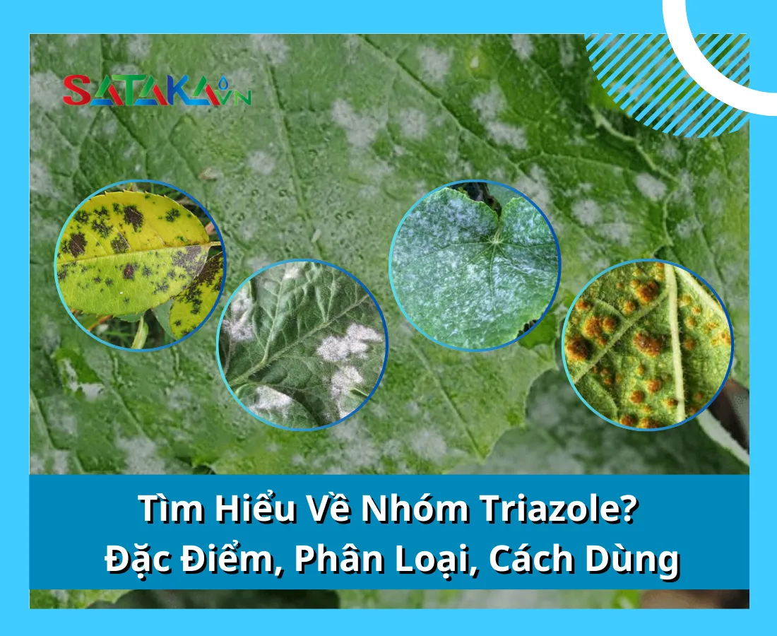 Tìm Hiểu Về Nhóm Triazole? Đặc Điểm, Phân Loại, Cách Dùng