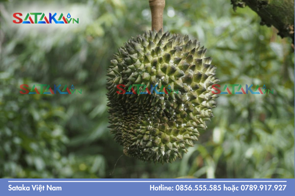 Sataka – Năng lực cung ứng hoạt chất đặc trị rệp sáp sầu riêng