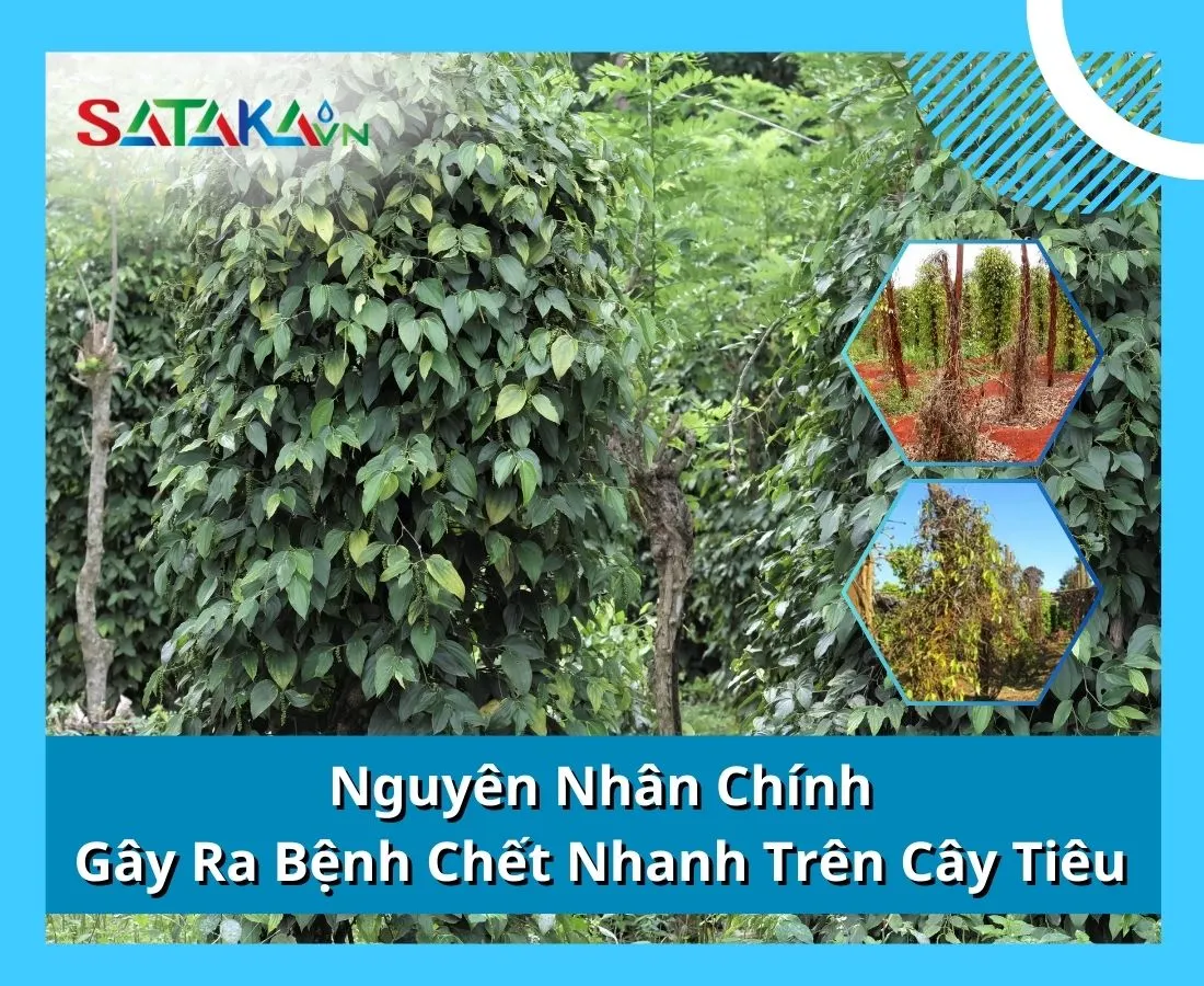 Nguyên Nhân Chính Gây Ra Bệnh Chết Nhanh Trên Cây Tiêu 