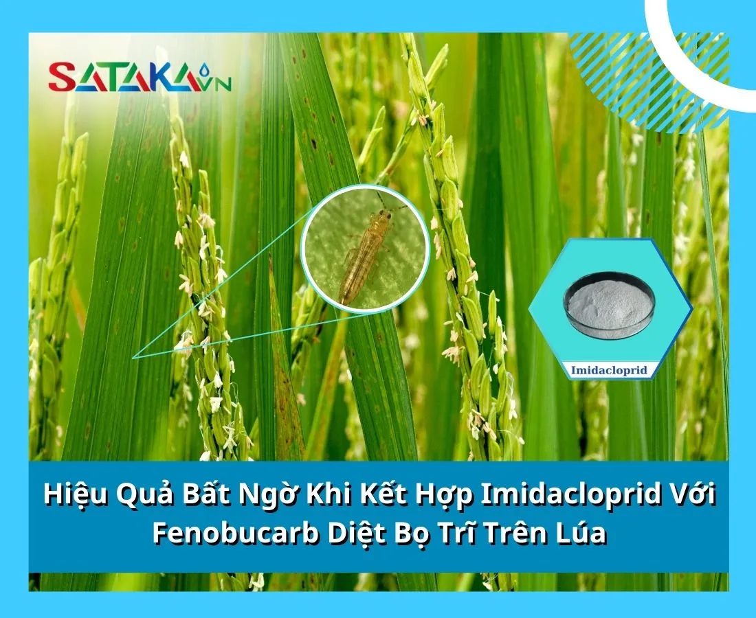 Hiệu Quả Bất Ngờ Khi Kết Hợp Imidacloprid Với Fenobucarb Diệt Bọ Trĩ Trên Lúa