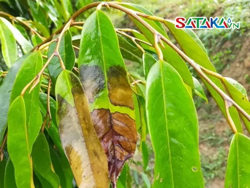 Durian leaf blight is easy to see through the leaves