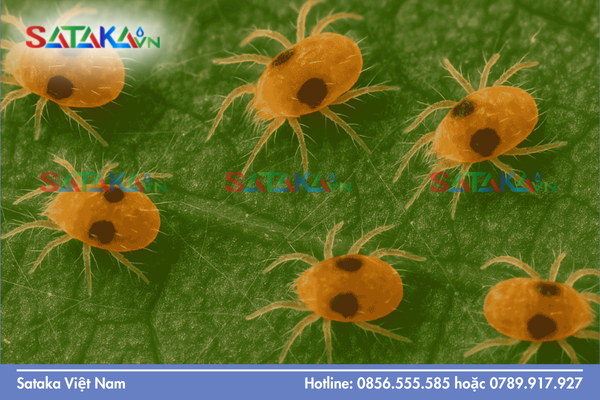 Giải pháp "bẻ gãy" cơ chế kháng từ chuyên gia Sataka