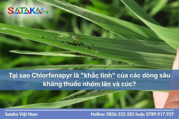 Tại sao Chlorfenapyr là "khắc tinh" của các dòng sâu kháng thuốc nhóm lân và cúc?