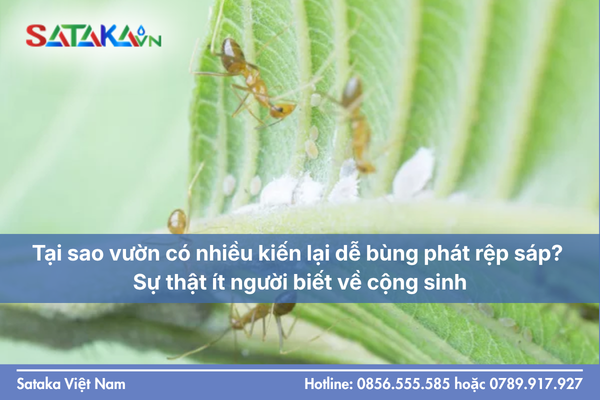 Tại sao vườn có nhiều kiến lại dễ bùng phát rệp sáp? Sự thật ít người biết về cộng sinh