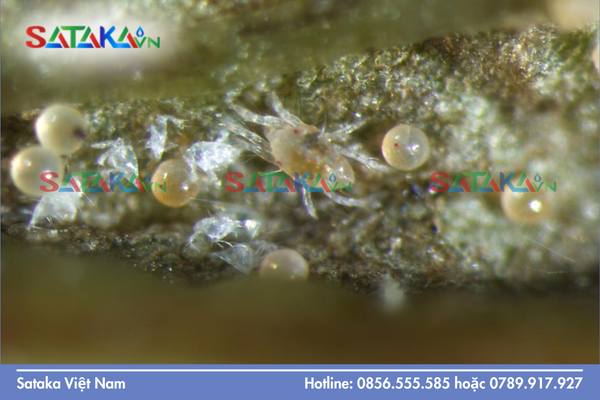 Câu hỏi thường gặp