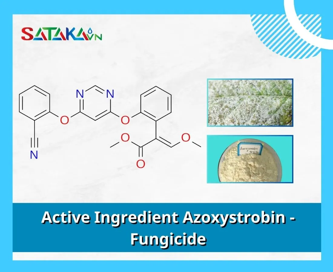 Active Ingredient Azoxystrobin - Number 1 Fungicide Helps Plants Grow Healthy