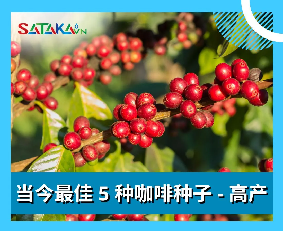 当今最佳 5 种咖啡种子 - 高产