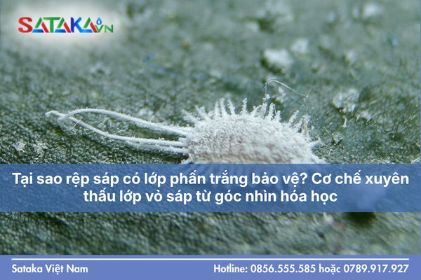 Tại sao rệp sáp có lớp phấn trắng bảo vệ? Cơ chế xuyên thấu lớp vỏ sáp từ góc nhìn hóa học