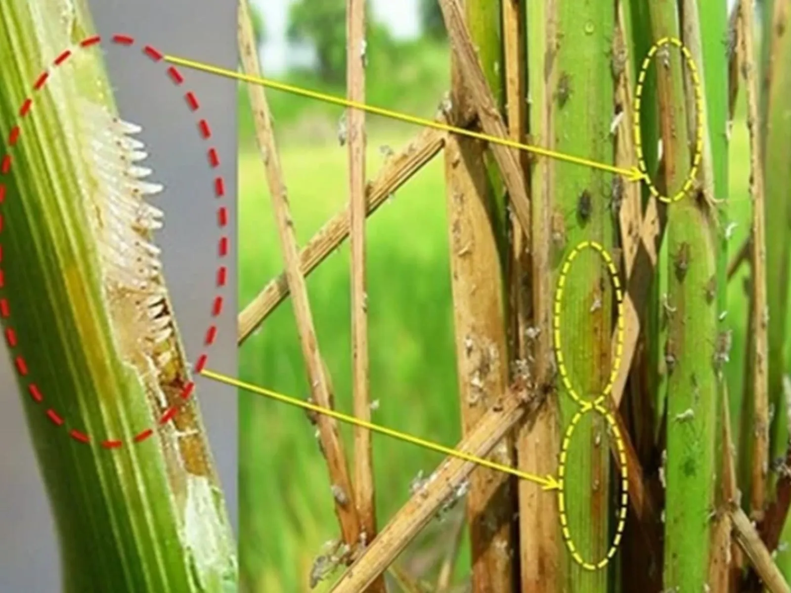 Brown planthopper eggs