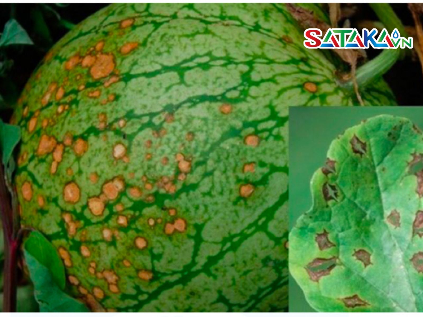 ជំងឺអង់ត្រាក់ណូសលើឪឡឹក