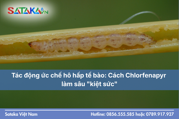 Tác động ức chế hô hấp tế bào: Cách Chlorfenapyr làm sâu "kiệt sức"