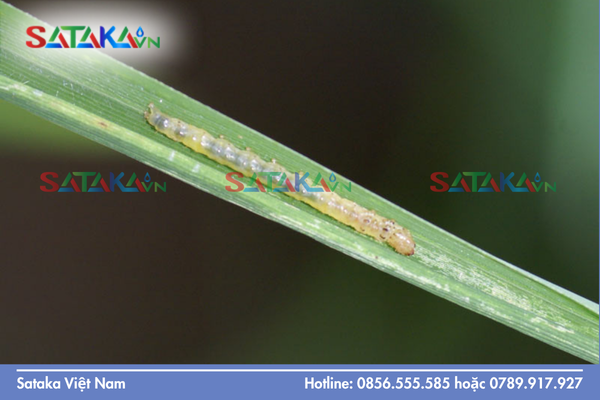 Tại sao sự kết hợp này có thể "bẻ gãy" mọi cơ chế kháng thuốc?