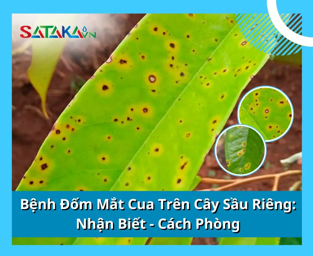 Bệnh Đốm Mắt Cua Trên Cây Sầu Riêng | Nhận Biết - Cách Phòng