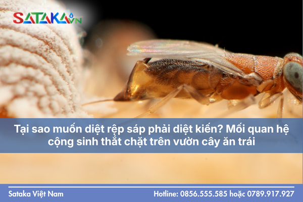 Tại sao muốn diệt rệp sáp phải diệt kiến? Mối quan hệ cộng sinh thắt chặt trên vườn cây ăn trái