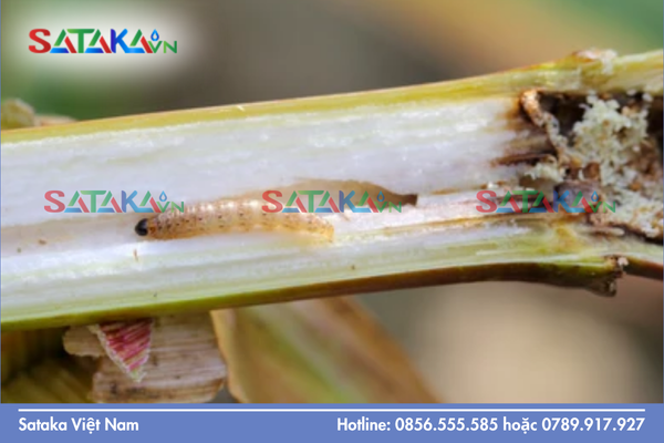 Bản chất lý hóa: Độ "mát" hay "nóng" nằm ở dạng bào chế