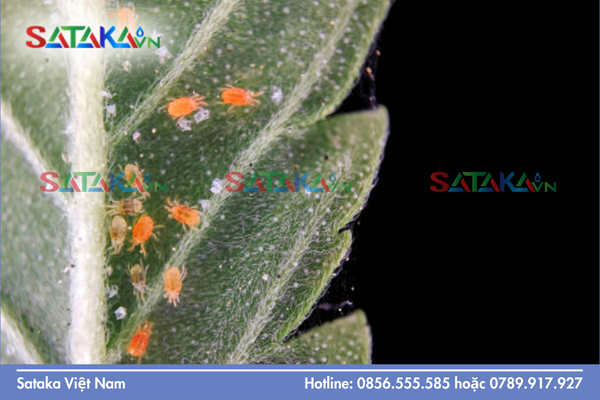 Thấu hiểu 4 giai đoạn sinh trưởng của nhện đỏ