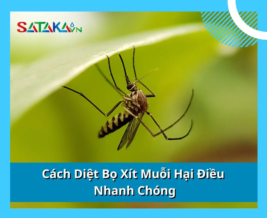 Cách Diệt Bọ Xít Muỗi Hại Điều Nhanh Chóng 