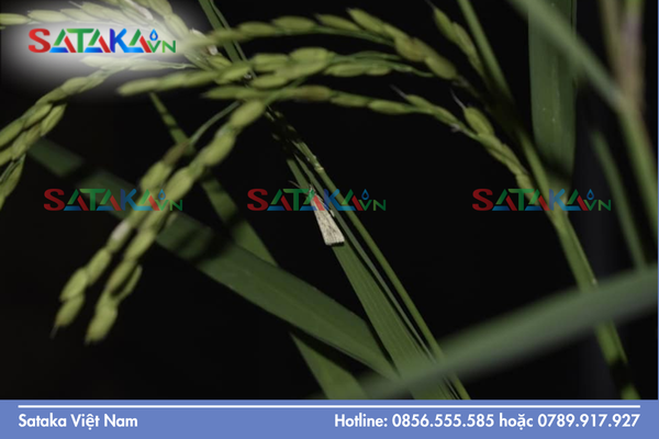 Cơ chế "Tiền độc tố" (Pro-insecticide) thông minh và tinh vi