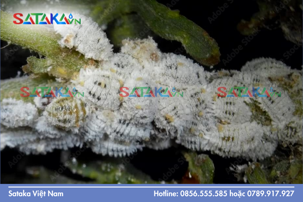 Tại sao muốn diệt rệp sáp phải diệt kiến tận gốc?