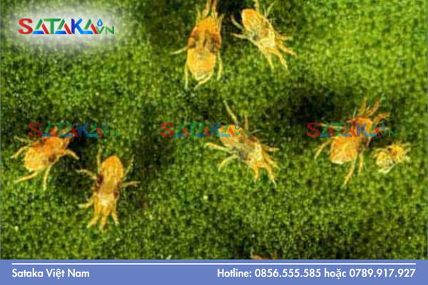 Tại sao Diafenthiuron giúp diệt nhện đỏ nhanh?