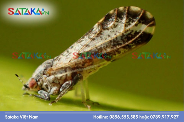  Sataka – Đồng hành cùng phác đồ "sạch rầy – sạch dư lượng"