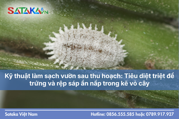 Kỹ thuật làm sạch vườn sau thu hoạch: Tiêu diệt triệt để trứng và rệp sáp ẩn nấp trong kẽ vỏ cây