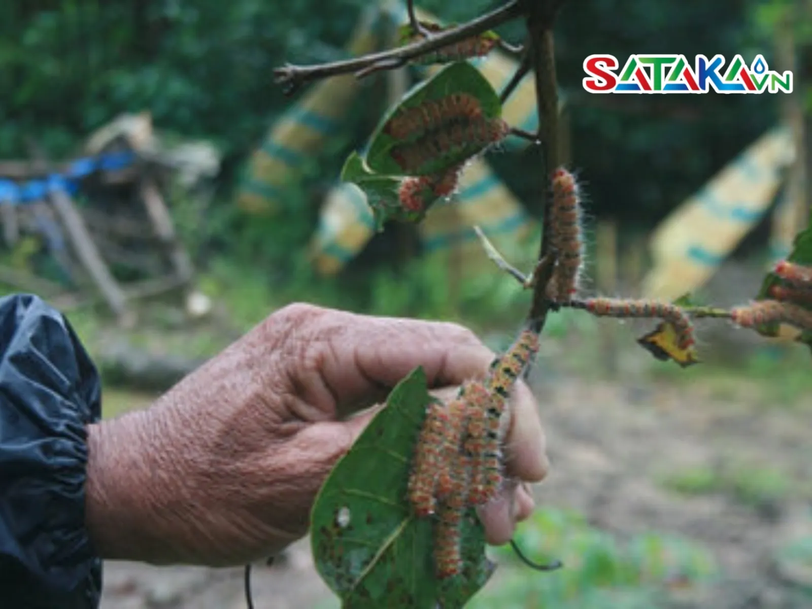 Hấp dẫn thiên địch