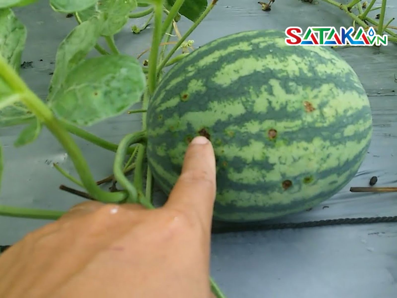 bệnh thán thư dưa hấu