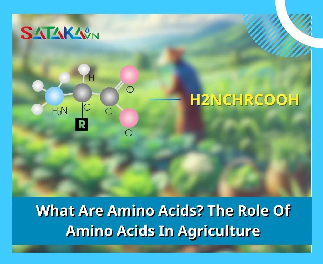 What Are Amino Acids? The Role Of Amino Acids In Agriculture