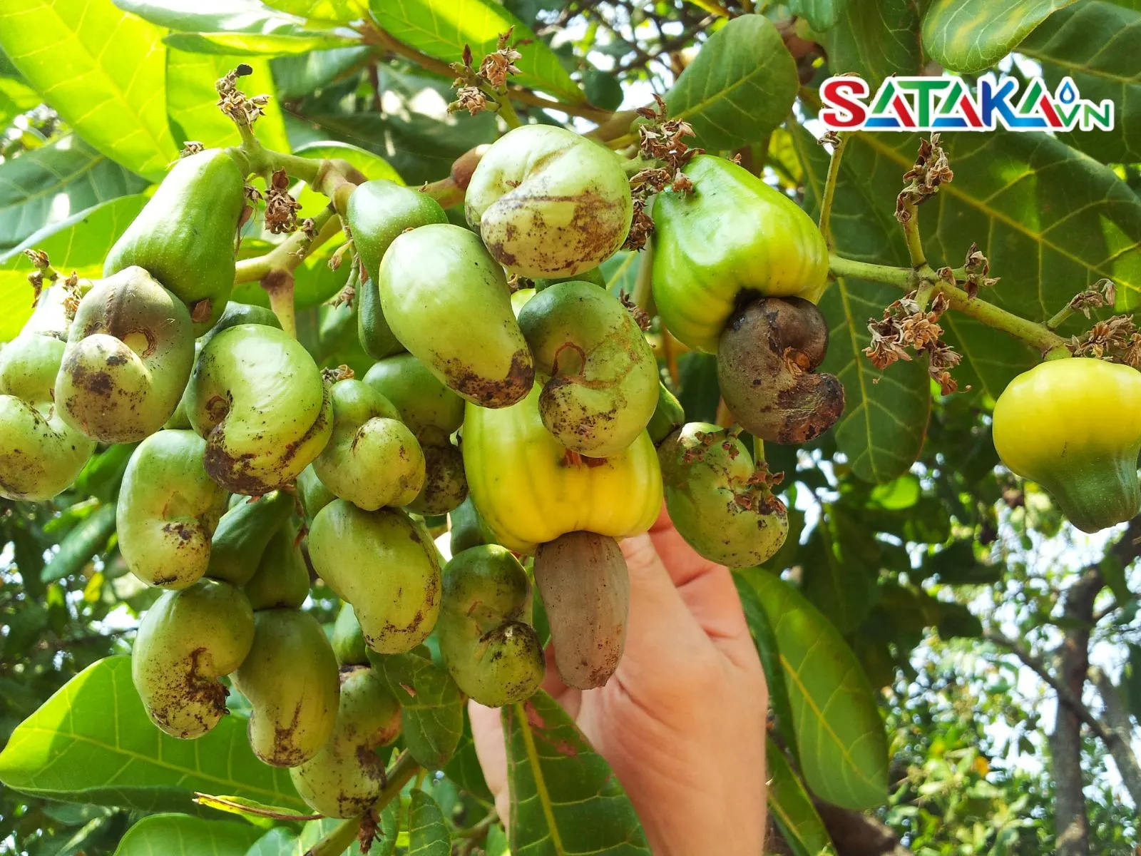 Experience in Caring for Cashew Trees When They Flower and Fruit