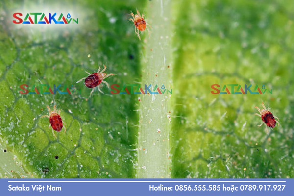 Hiệu quả đối với từng giai đoạn vòng đời