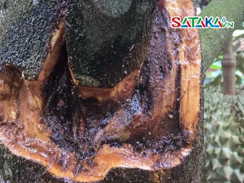 Stem cracking disease in durian trees