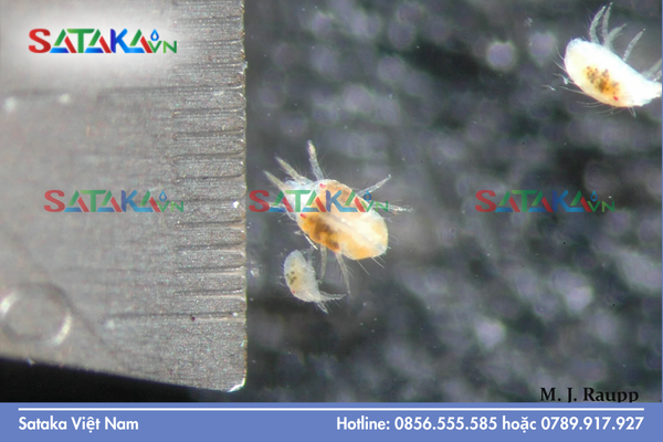 Tại sao Chlorfenapyr là "vũ khí dập dịch" số 1?