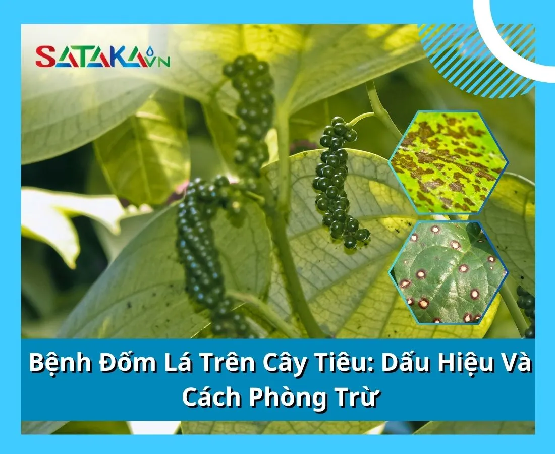 Bệnh Đốm Lá Trên Cây Tiêu: Dấu Hiệu Và Cách Phòng Trừ