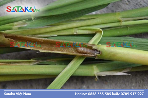 Đặc điểm Lý - Hóa quyết định tính tương bản của Chlorfenapyr