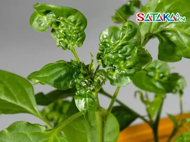 Use pesticides to treat leafhoppers on pepper plants