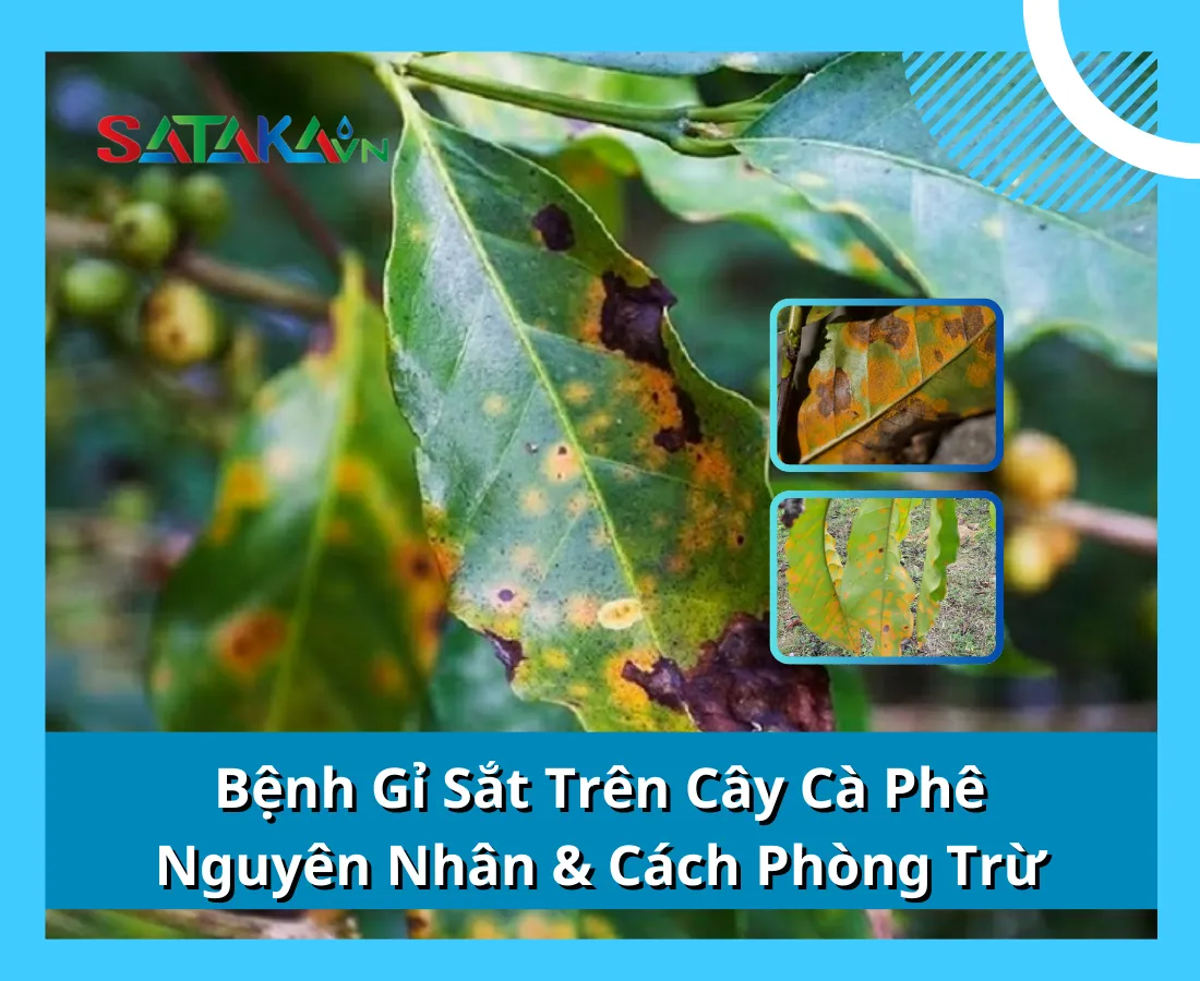 Bệnh Gỉ Sắt Trên Cây Cà Phê: Nguyên Nhân & Cách Phòng Trừ