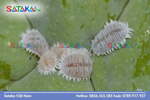 Sataka – Đơn vị cung ứng giải pháp IRAC chuẩn quốc tế