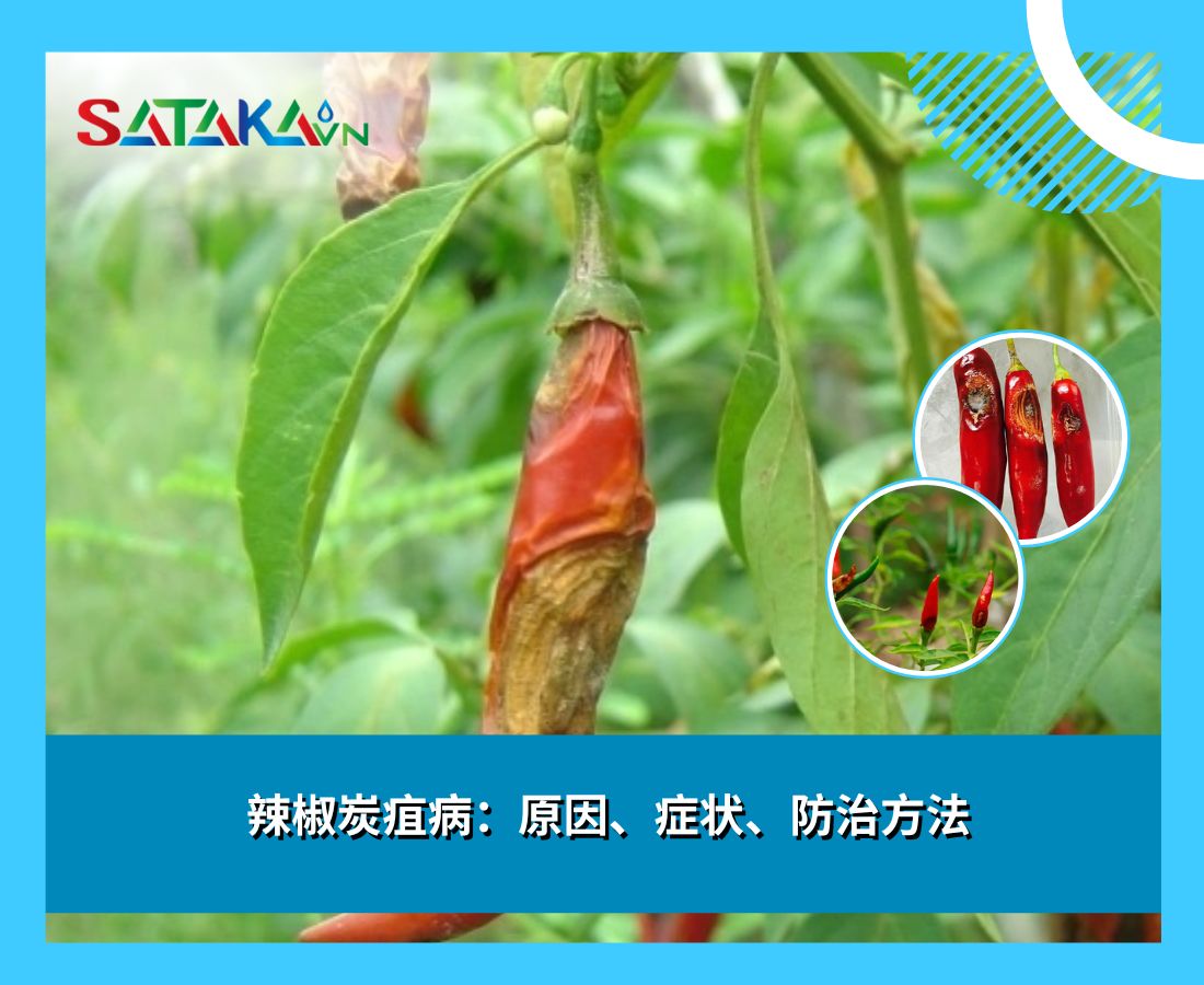 辣椒炭疽病：原因、症状、防治方法