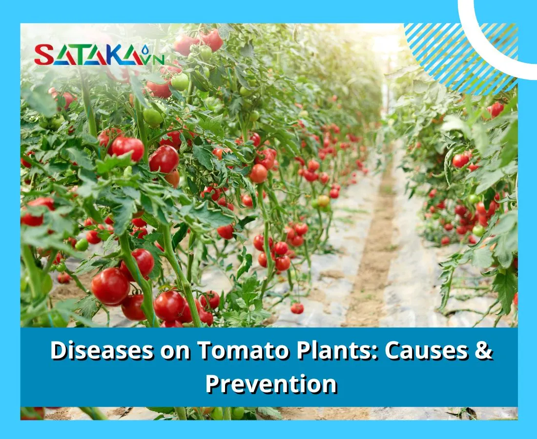 Diseases on Tomato Plants: Causes & Prevention