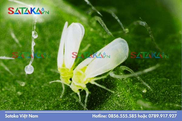 Sataka – Chuyên gia tư vấn phác đồ lưu dẫn chuẩn xuất khẩu
