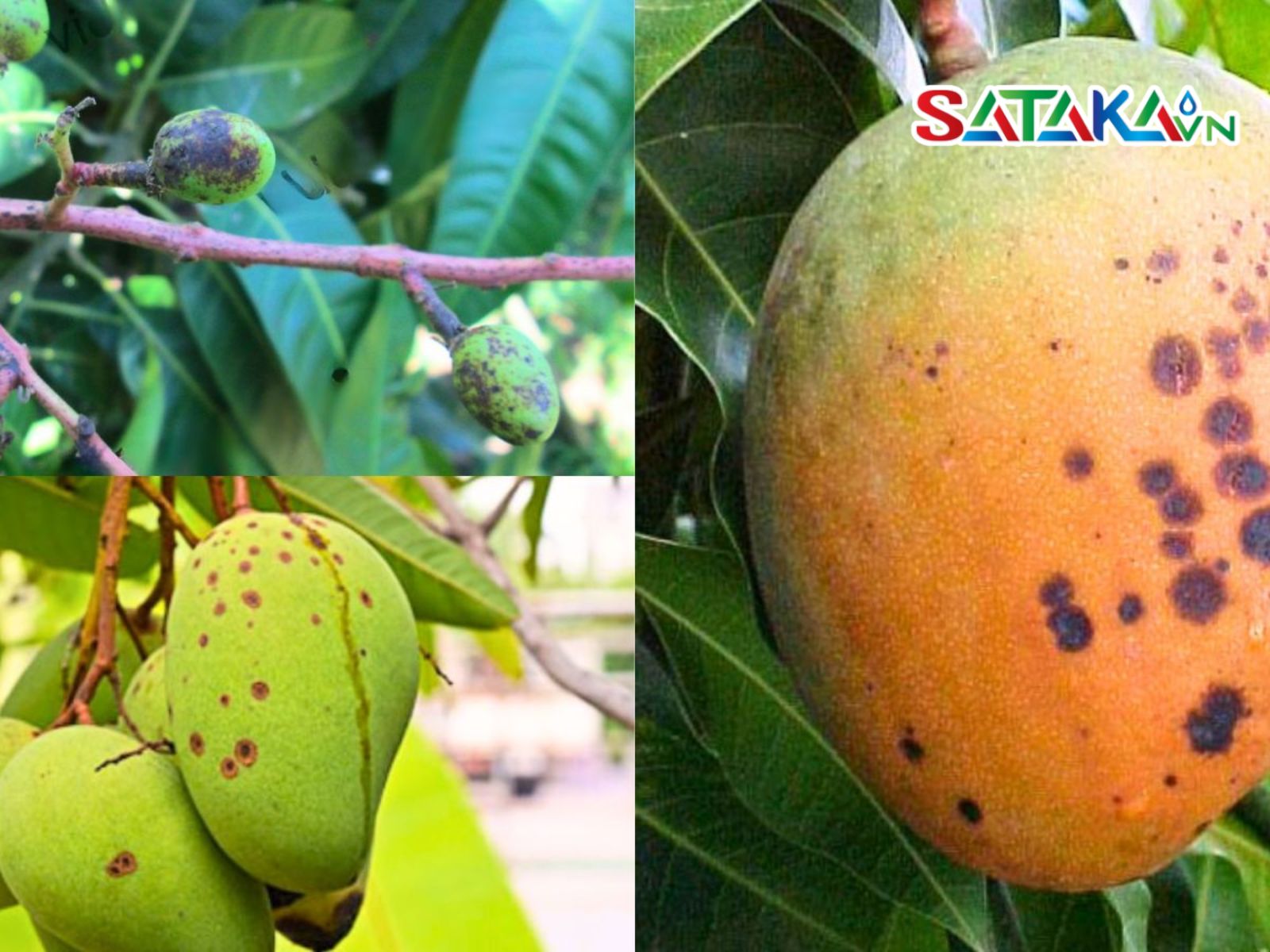 Triệu chứng bệnh thán thư trên xoài