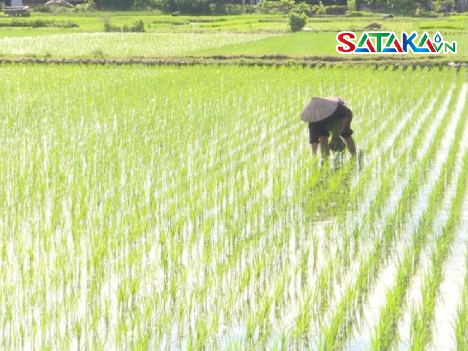 Thiamethoxam Effectively Controls Thrips in Rice