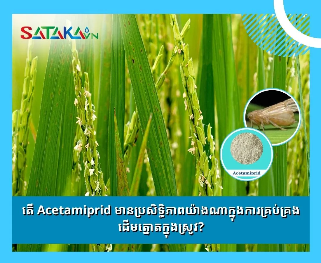 តើ Acetamiprid មាន​ប្រសិទ្ធិ​ភាព​យ៉ាង​ណា​ក្នុង​ការ​គ្រប់​គ្រង​ដើម​ត្នោត​ក្នុង​ស្រូវ?