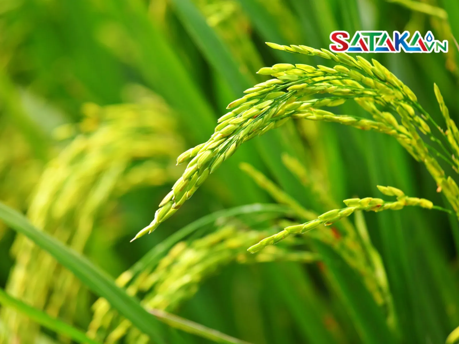Select rice varieties resistant to rice blast disease