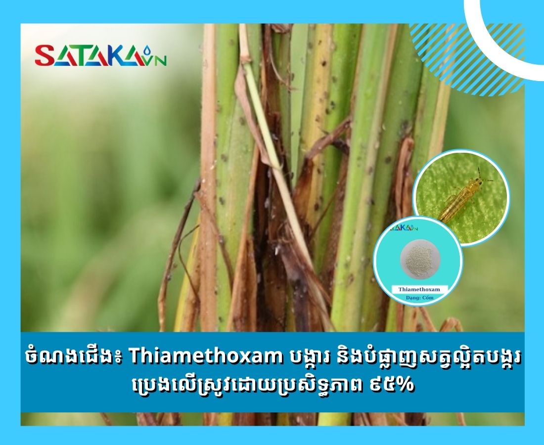 ចំណងជើង៖ Thiamethoxam បង្ការ និងបំផ្លាញសត្វល្អិតបង្ករប្រេងលើស្រូវដោយប្រសិទ្ធភាព ៩៥%