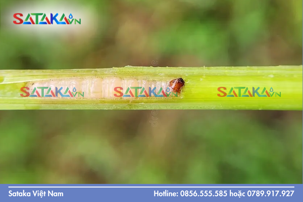 Chỉ số Lipophilicity: Chìa khóa xuyên thủng lớp sáp (Cuticle)