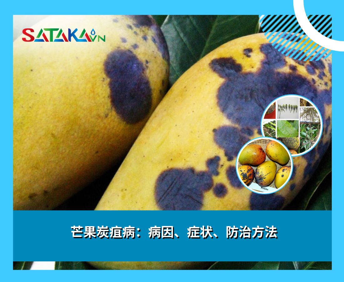 芒果炭疽病：病因、症状、防治方法