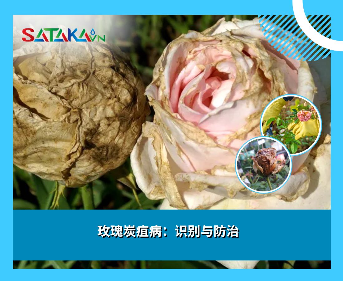 玫瑰炭疽病：识别与防治