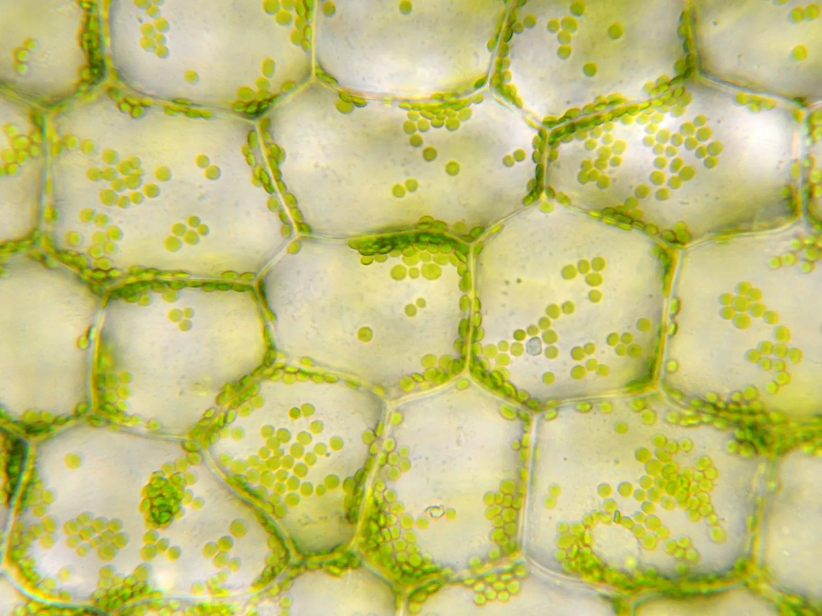 Penetrates deep into plant tissue